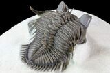 Tower Eyed Erbenochile Trilobite - Stunning! #86021-1